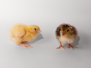 Two small quail on a white background