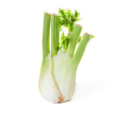 fennel bulb isolated on white