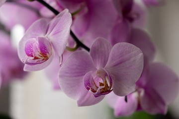 Orchid flower blooming. Slovakia