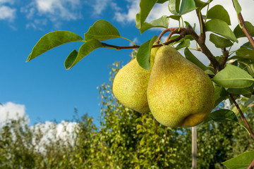 Pear fruit. Close up of a tree with a crop against a blue sky and green garden. Industrial Gardening