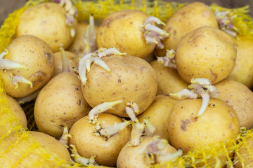 Closeup of seedlings of potatoes with sprouts in a plastic bag, prepared for planting on a wooden...