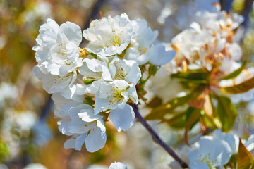 cherry trees of the Jerte in Cáceres.