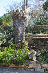 Trunk of a tree after trimming its branch at the end of winter