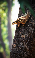 Indian squalor finding lunch on a tree with shallow depth of field 