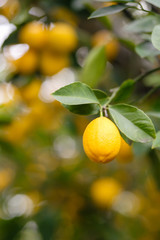 Lemon orchard. Juicy fruits of a lemon on green branches with leaves in lemon garden