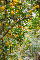 Lemon orchard. Juicy fruits of a lemon on green branches with leaves in lemon garden