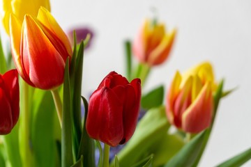 Colorful tulip flowers in the vase. Slovakia