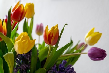 Naklejka premium Colorful tulip flowers in the vase. Slovakia