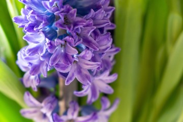 Purple hyacint flower blooming. Slovakia