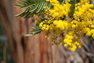 Close up of Acacia dealbata yellow flower.