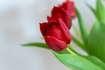 Obraz na płótnie Canvas Colorful tulip flowers in the vase. Slovakia