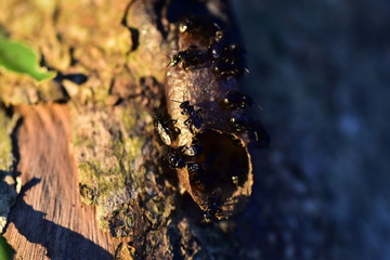 meliponini hive on tree