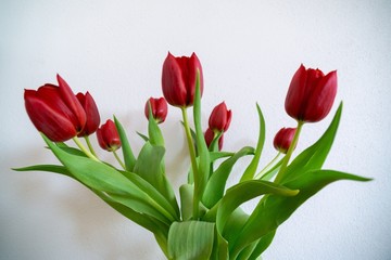 Colorful tulip flowers in the vase. Slovakia