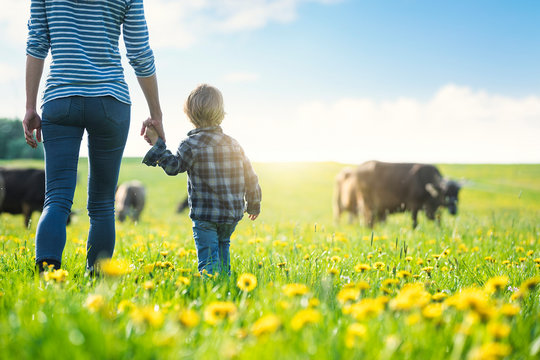 Mother and son holding hands and looking at cows grazing on a meadow with dandelions