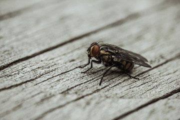 Mosca