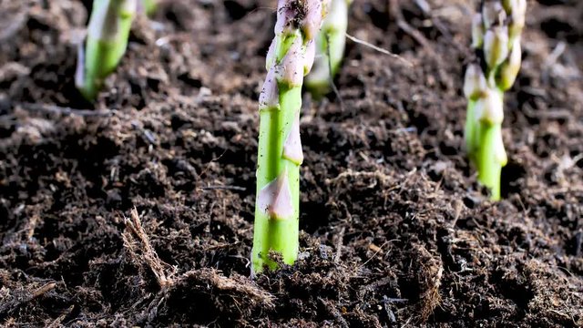 Gr&uuml;ner spargel w&auml;chst aus der erde 4k video 