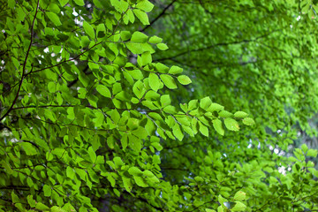 Fototapeta premium Green Tree lives 
