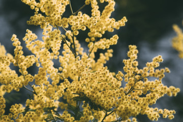 Mimosa, acacia yellow flower. Springtime background. 