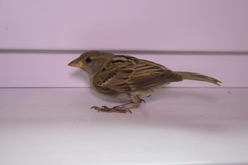 sparrow on the window sill,Sparrows sitting in the room on the window sill