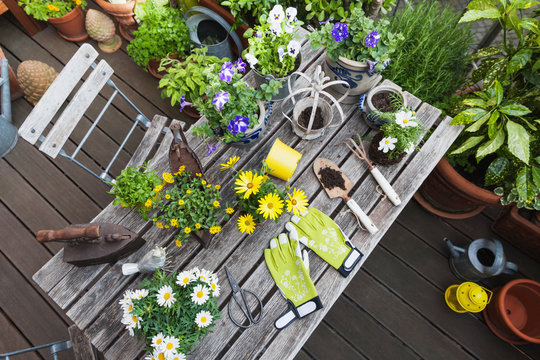 Different summer flowers and gardening tools on garden table