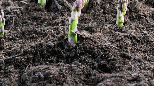 Gr&uuml;ner spargel w&auml;chst aus der erde 4k video 