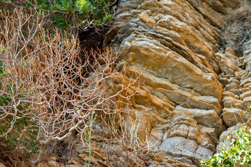 Plants on layered rocks