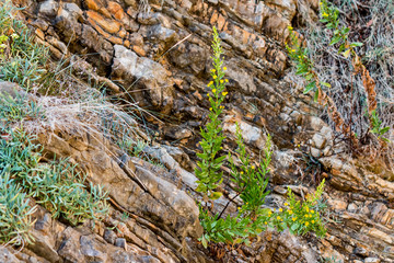 Plants on layered rocks