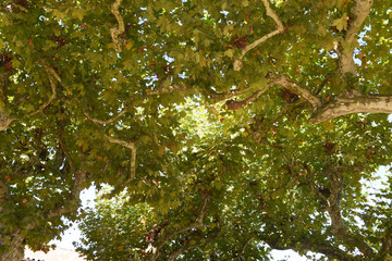 Platanes vus de dessous