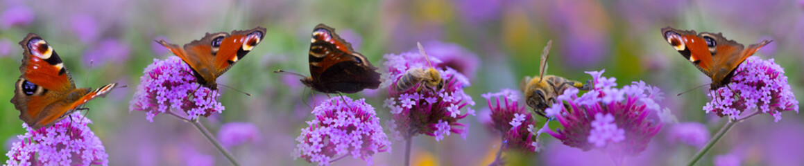 bees and butterfly on the flower garden