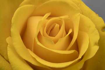 Flower yellow rose petals close up