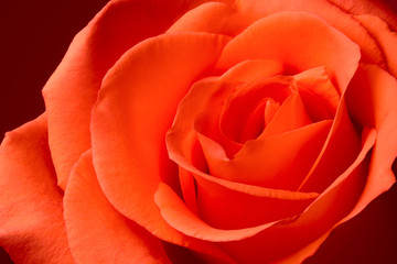 close up flower rose red orange macro