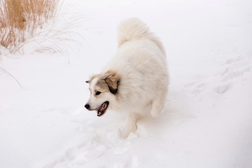 Horizontal shot of gorgeous Pyrenean Mountain Dog running excitedly in fresh snow with soft focus background of decorative grass