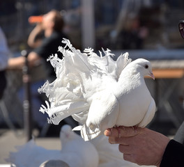 white pigeons on a hand