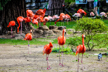 group of flamingos. 
