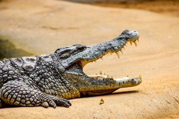 open mouth, crocodile.