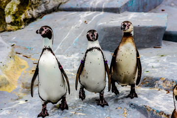 penguin gang. 