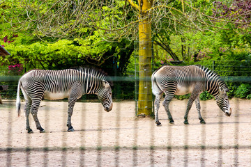 zebra gang.