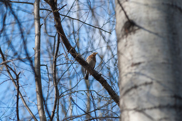 Bird on a branch in spring, spring comes, buds bloom with the arrival of birds