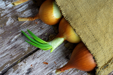 sack of onions on old brown table with black bakground