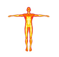 Human Man Body 3D Rendering