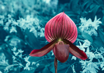 Single red orchid on deep cyan background