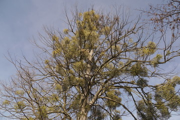 mistletoe on tree under blue sky 