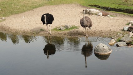 Ostriches near a lake
