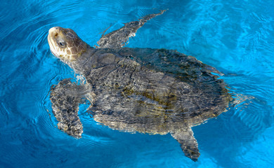 Obraz na płótnie Canvas Turtle swimming in Project Tamar tank at Praia do Forte, Brazil