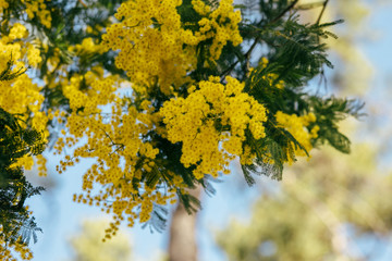 Mimosa, acacia yellow flower. Springtime background. 