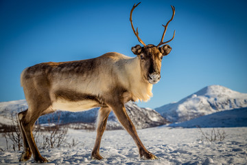 Piękny Norweski Renifer na śniegu - obrazy, fototapety, plakaty