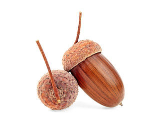 Two acorns on a white background © domnitsky