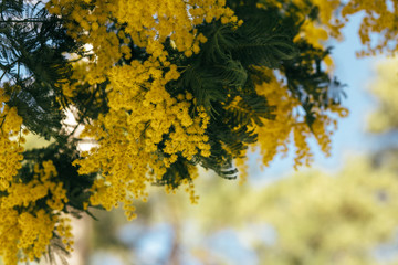 Mimosa, acacia yellow flower. Springtime background. 