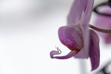 Orchid flower blooming. Slovakia