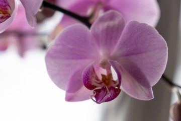 Fototapeta na wymiar Orchid flower blooming. Slovakia